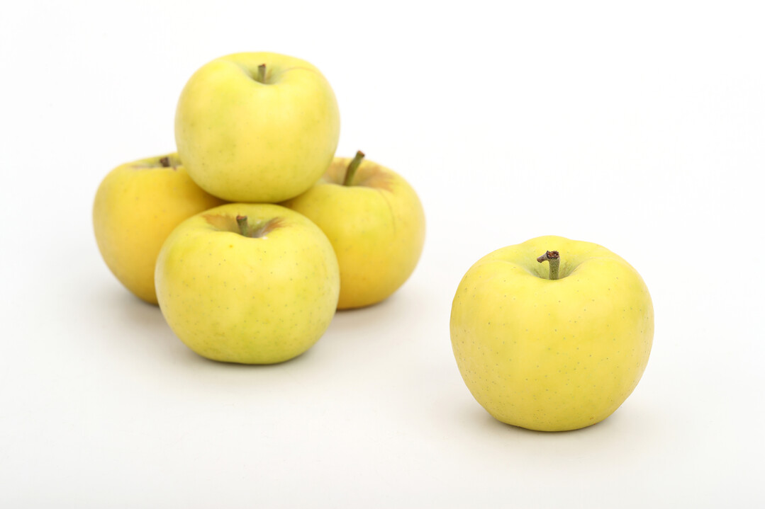 사과 '골든볼' 더 노랗고 예쁘게, 품질 높이는 재배 기술 제시