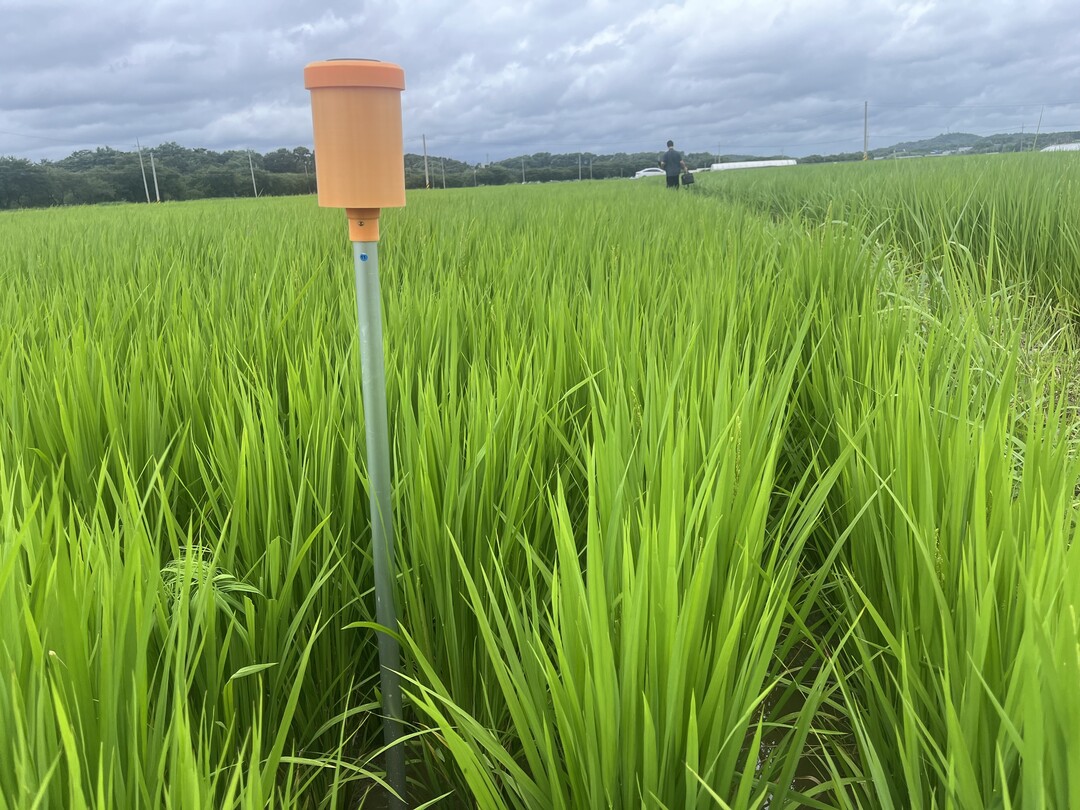 농촌진흥청, 기후·에너지 위기 극복 ‘저탄소 벼 재배 기술’ 확립