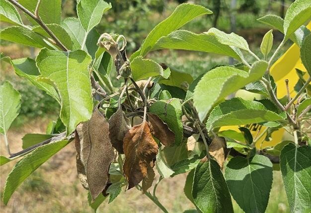 충남 공주에서 과수화상병 신규 발생 확인