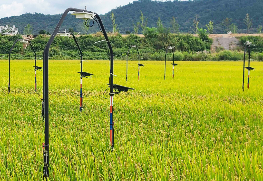 전남농업기술원, 벼 생육진단·수량 예측 AI 개발 착수