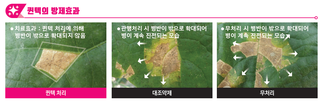 고온다습한 환경 지속, 원예 노균병 관리 중요성 확대