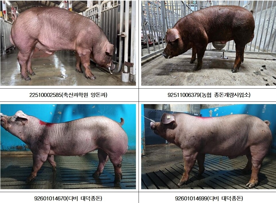 양돈산업 이끌 ‘국가대표 씨돼지’ 아홉 마리 선발