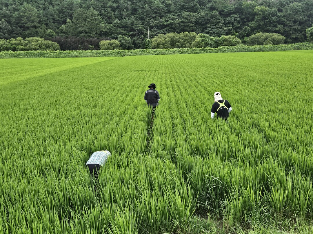 벼멸구·혹명나방 등 '비래해충' 발생 증가세…예찰·긴급방제 총력