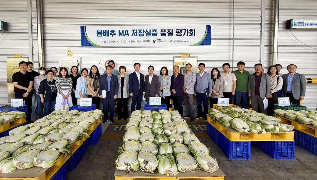 농진청, 봄배추 100일 장기 저장 기술 현장 실증